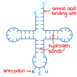 a diagram of transfer RNA (tRNA) for A-level biology