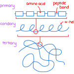 a diagram of protein structure for A-level biology