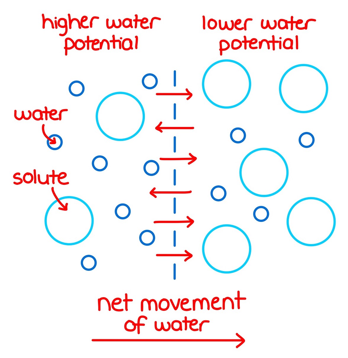 Osmosis - Exchange and Transport Ep 3 - Zoë Huggett Tutorials