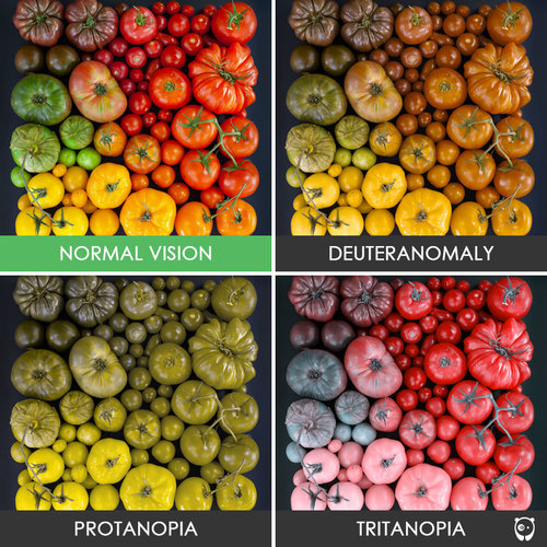 Common types of color blindness. Introducing Color Accessibility Mode for ZipBooks
