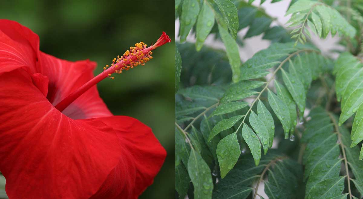 How to Make Hair Oil With Hibiscus and Curry Leaves