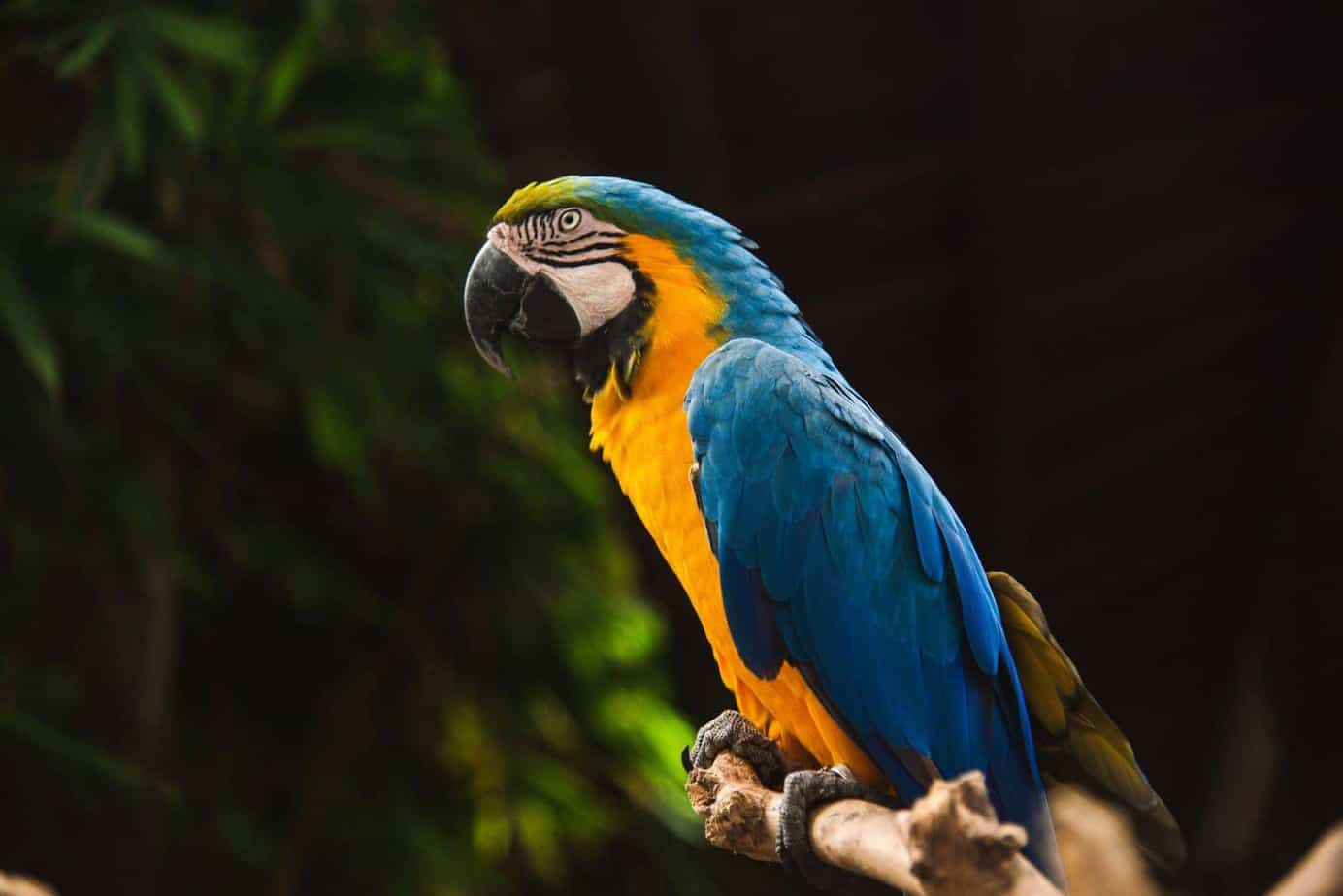 Kepandaian Burung Beo Ini Jadi Bukti Kasus Pemerkosaan Majikannya 924_x_1384_jpg