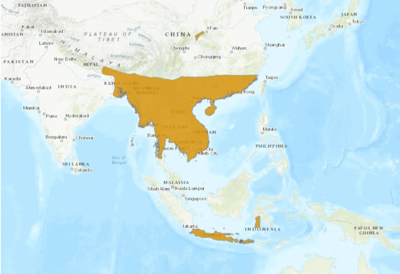 Burmese Python Zoo Guide - Ultra HD Retina Minimal Pictures | Free Download