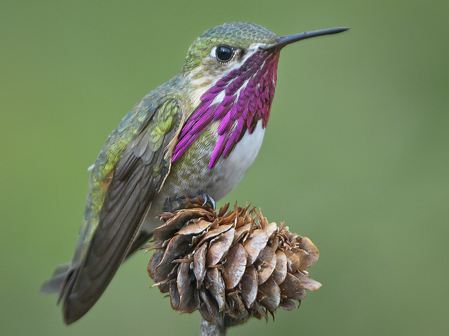 CALLIOPE HUMMINGBIRD