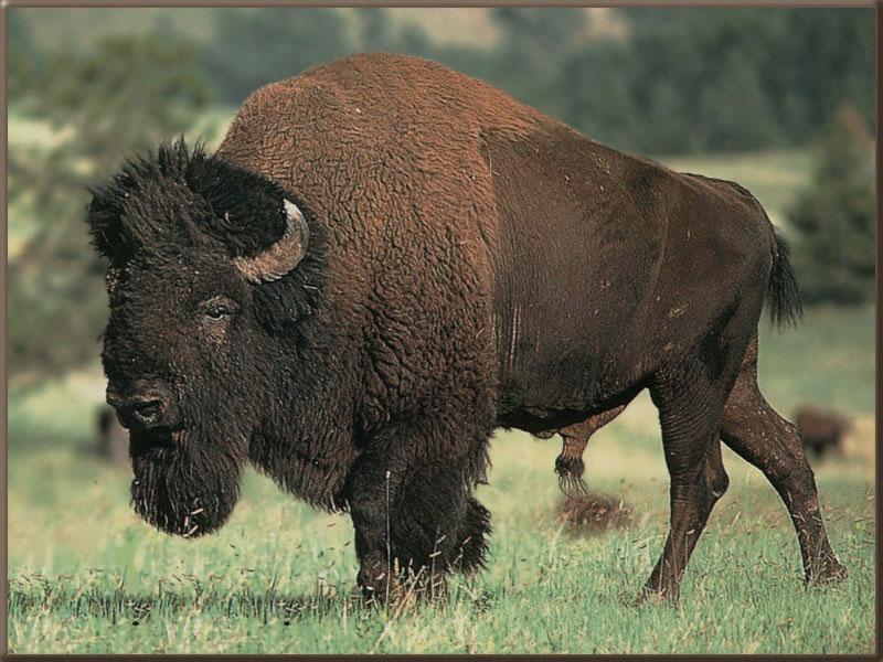 American bison