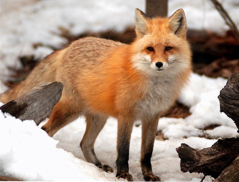 Red fox