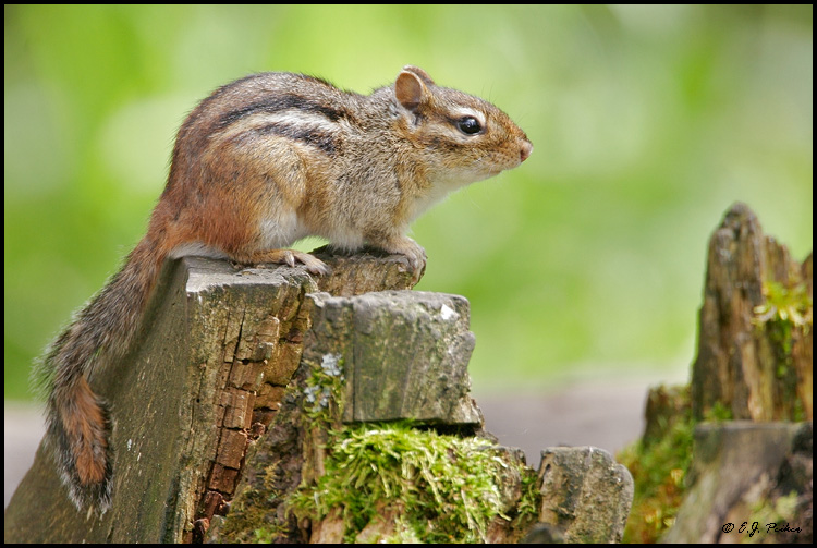 EASTERN CHIPMUNK