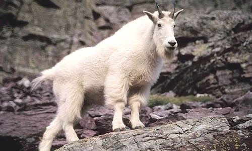 Mountain goat