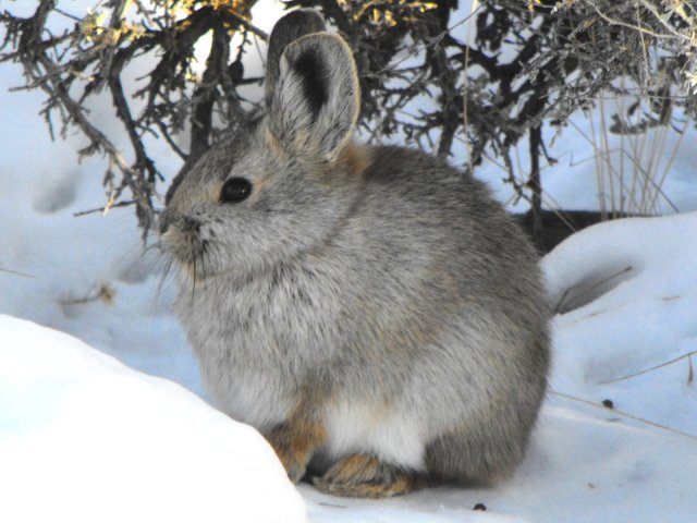 PYGMY RABBIT