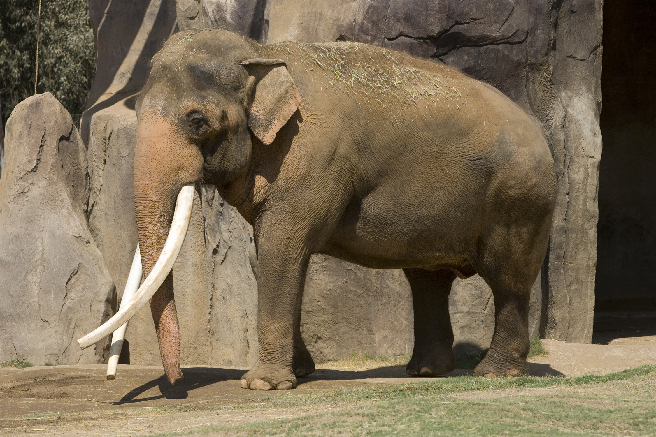 Asian elephant