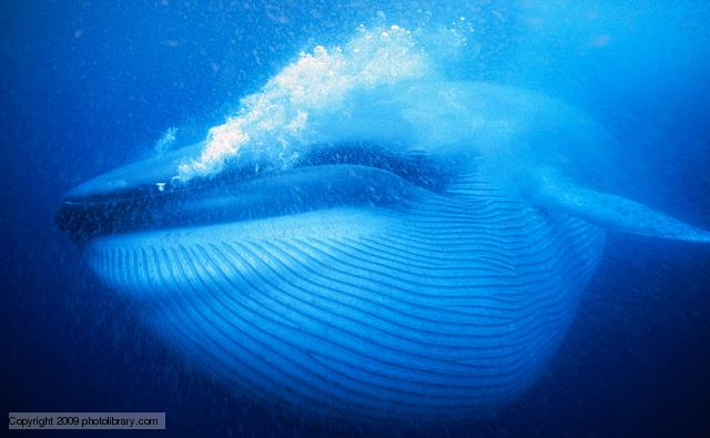 Blue Whale