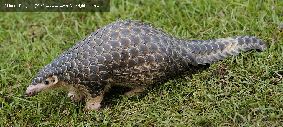 Chinese pangolin