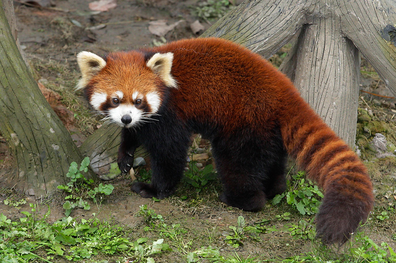 Red panda