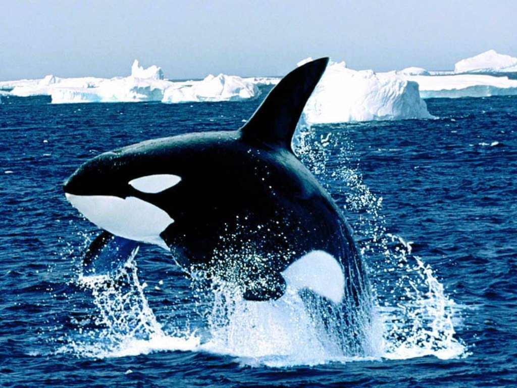 Orcas