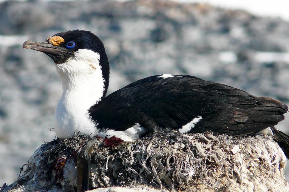 Antarctic Shag