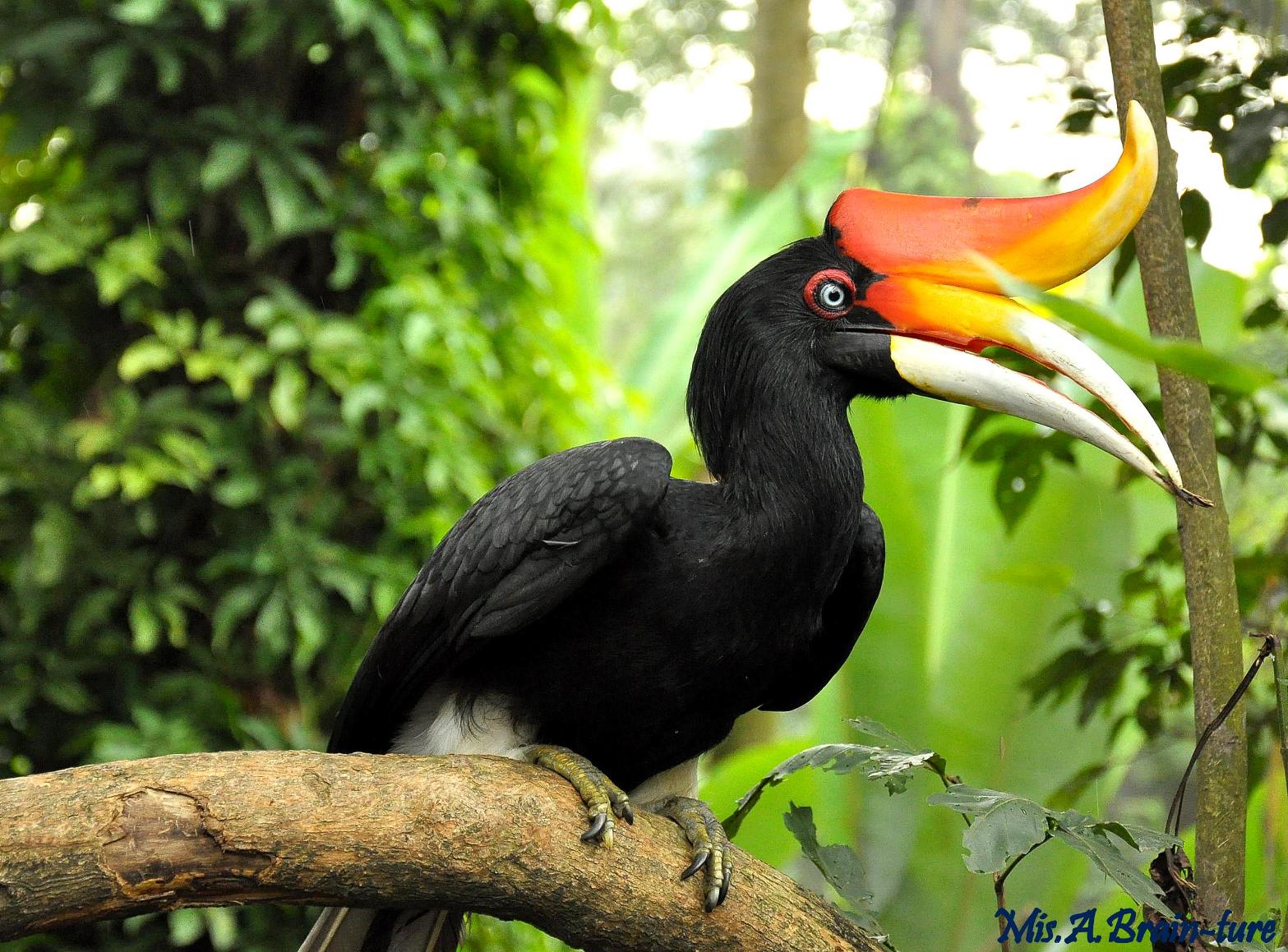 Rhinoceros Hornbill