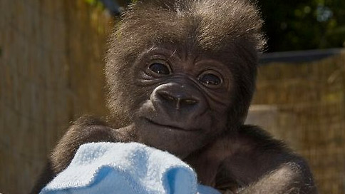 baby gorilla san diego zoo smiling baby gorilla san diego zoo smiling