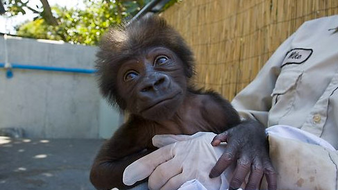 baby gorilla san diego zoo baby gorilla san diego zoo