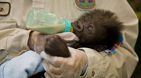 baby gorilla san diego zoo drinking milk bottle feeding baby gorilla san diego zoo drinking milk bottle feeding