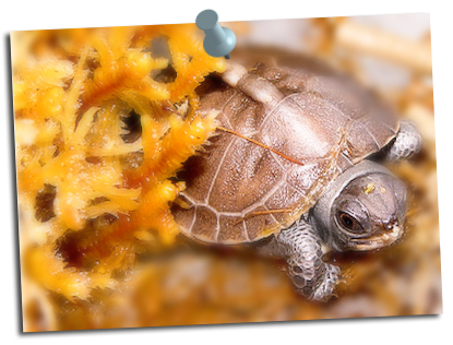 Boxturtle2 Boxturtle2