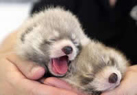 Baby red pandas Baby red pandas