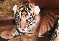 Baby tiger Baby tiger