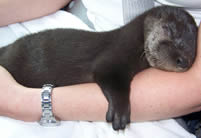 Eno the Otter Sleeping Eno the Otter Sleeping
