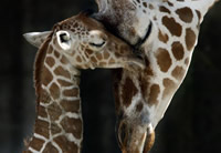 Baby giraffe (vertical) Baby giraffe (vertical)