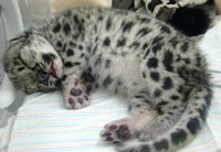 Baby snow leopard Baby snow leopard