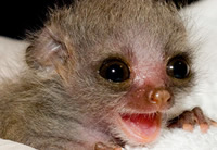 Baby Galago Baby Galago