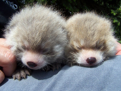 baby red panda cubs cute cuddly edmonton valley zoo