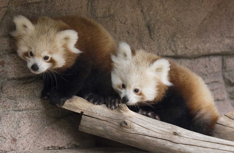 Red panda cubs on log denver zoo