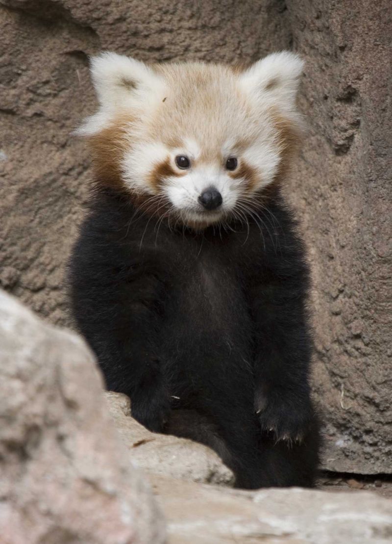 Redpanda cub standing denver zoo