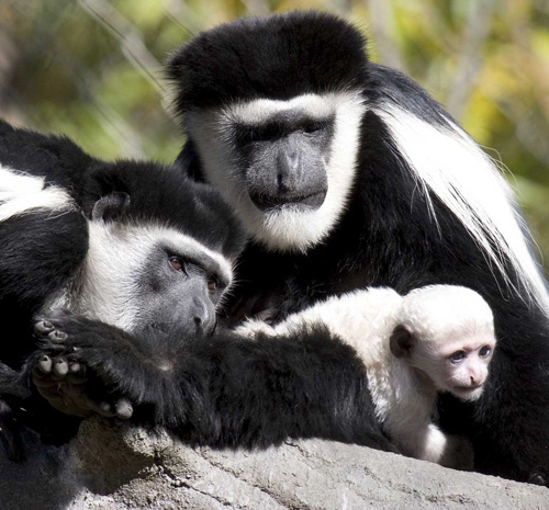 Colobus_baby_4414lg_dpzb Colobus_baby_4414lg_dpzb