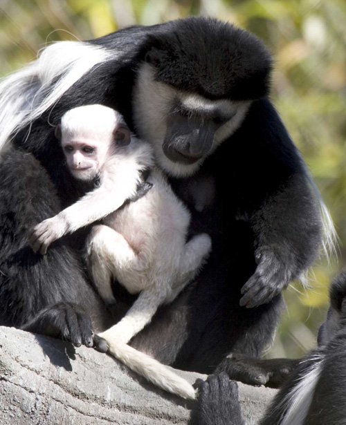 Colobus_baby_4374lg_dpzb Colobus_baby_4374lg_dpzb