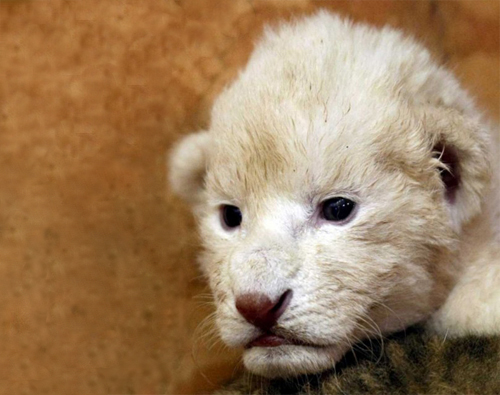 Lionwide Lionwide