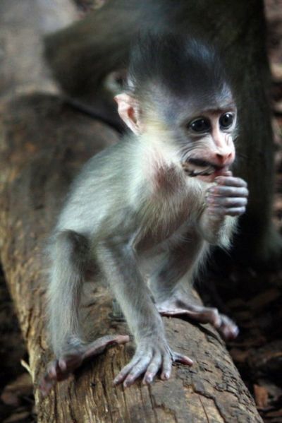 Baby mandrill monkey toronto zoo 2 Baby mandrill monkey toronto zoo 2