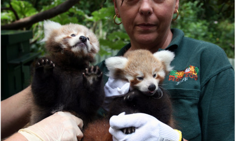 Perth zoo baby red pandas 1 Perth zoo baby red pandas 1