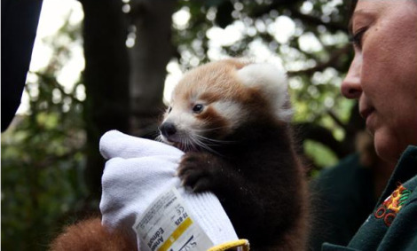 Perth zoo baby red pandas 2 Perth zoo baby red pandas 2