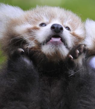 Perth zoo baby red pandas 3 Perth zoo baby red pandas 3