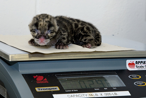 Clouded leopard cub on scale Clouded leopard cub on scale