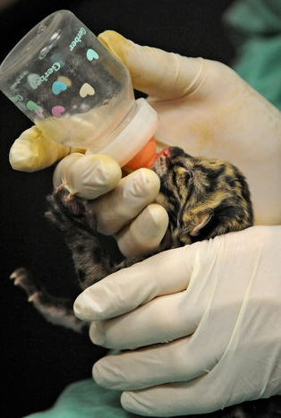 Clouded-Leopard3 Clouded-Leopard3