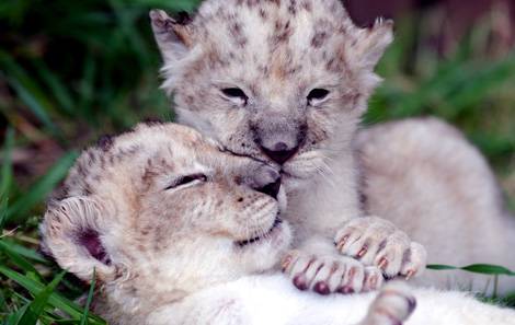 White_lion1 White_lion1