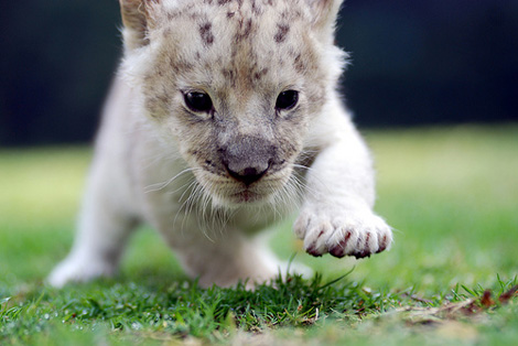 White_lion2 White_lion2