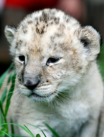 White_lion3 White_lion3