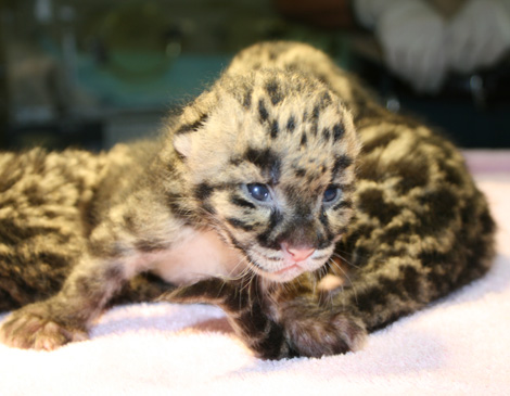 Leopards2 Leopards2