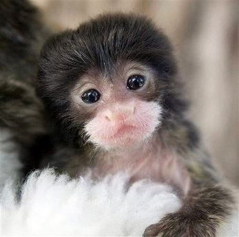 Capt_1e4883d37aef44dea0ab7c45b228292b_denver_zoo_tamarin_monkey_twin_orphans_dx104 Capt_1e4883d37aef44dea0ab7c45b228292b_denver_zoo_tamarin_monkey_twin_orphans_dx104
