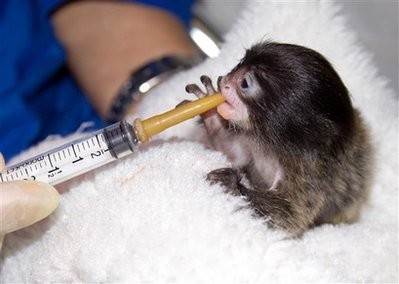 Capt_a76fa34496ad446d8c075ffaf1452a25_denver_zoo_tamarin_monkey_twin_orphans_dx101 Capt_a76fa34496ad446d8c075ffaf1452a25_denver_zoo_tamarin_monkey_twin_orphans_dx101