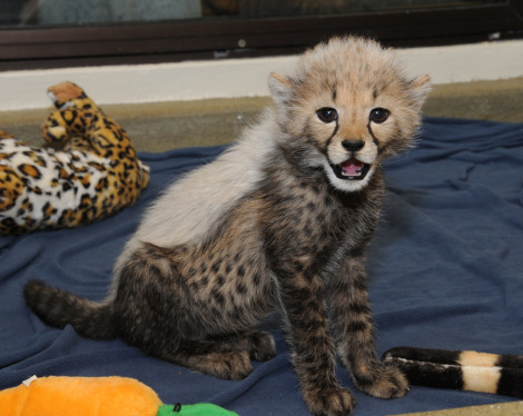 Nia Cheetah Cub Cincinnati Zoo 1 rs Nia Cheetah Cub Cincinnati Zoo 1 rs