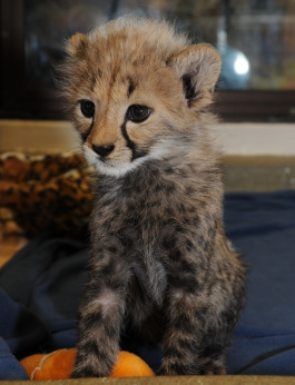 Nia cheetah cub cincinnati zoo 3 rs Nia cheetah cub cincinnati zoo 3 rs